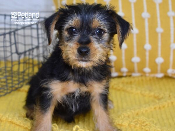 Yorkshire Terrier-DOG-Male-Black & Tan-4968-Petland Lee's Summit, MO