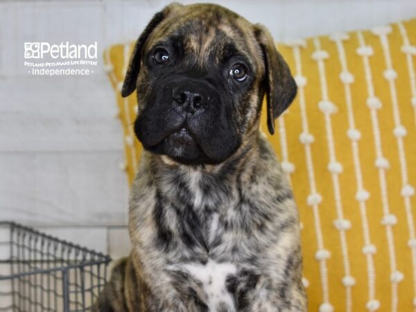 Bull Mastiff-DOG-Male-Brindle-4993-Petland Lee's Summit, MO