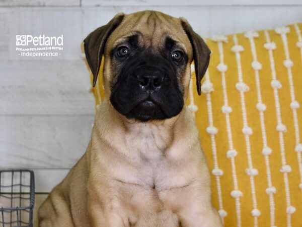 Bull Mastiff-DOG-Male-Fawn-4992-Petland Lee's Summit, MO