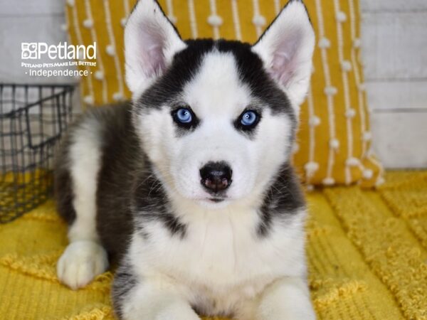Siberian Husky-DOG-Male-Black & White-4987-Petland Lee's Summit, MO