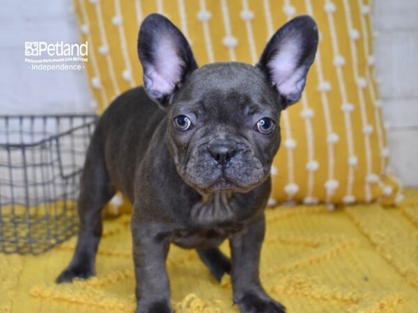 French Bulldog-DOG-Male-Blue-4991-Petland Lee's Summit, MO