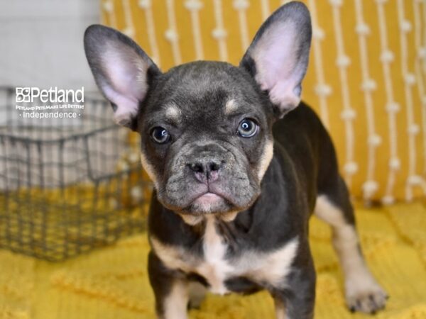 French Bulldog-DOG-Male-Blue & Tan-4985-Petland Lee's Summit, MO