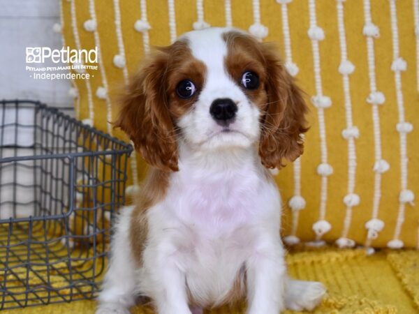 Cavalier King Charles Spaniel-DOG-Male-Blenheim-4977-Petland Lee's Summit, MO
