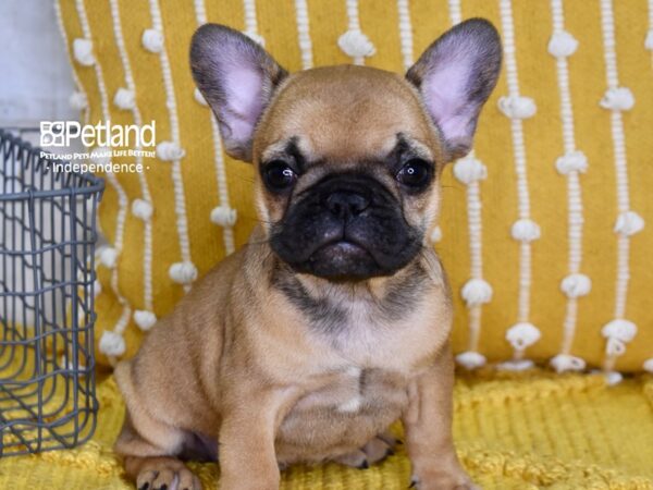 French Bulldog-DOG-Female-Fawn-4978-Petland Lee's Summit, MO