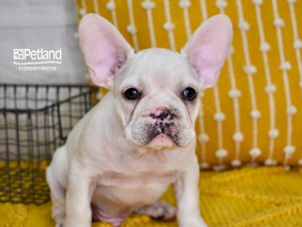 French Bulldog-DOG-Male-Cream-4983-Petland Lee's Summit, MO