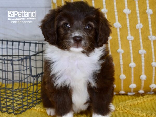Miniature Aussiedoodle-DOG-Female-Brown & White-4979-Petland Lee's Summit, MO