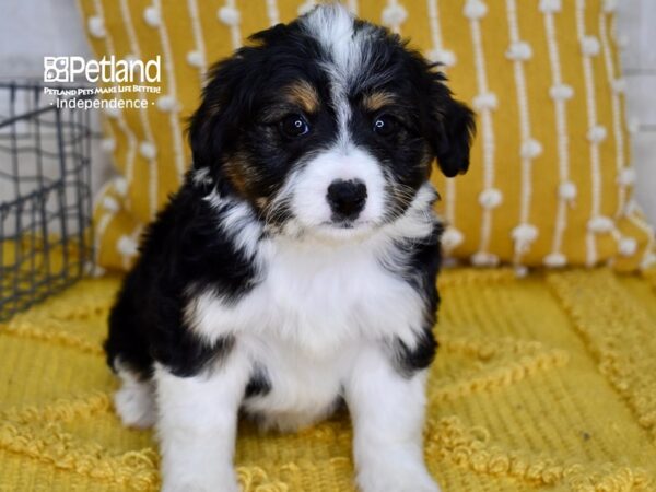 Miniature Aussiedoodle-DOG-Female-Tri-4980-Petland Lee's Summit, MO