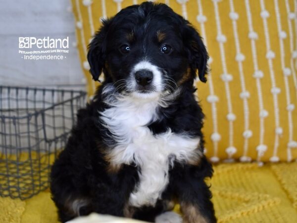 Miniature Aussiedoodle-DOG-Male-Tri-4981-Petland Lee's Summit, MO