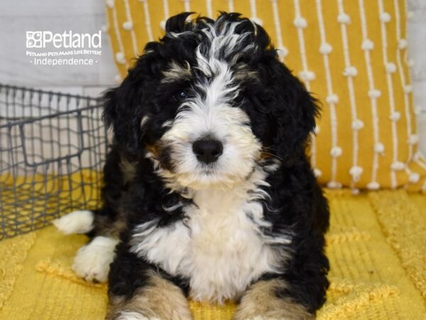 Bernadoodle-DOG-Male-Tri-4997-Petland Lee's Summit, MO