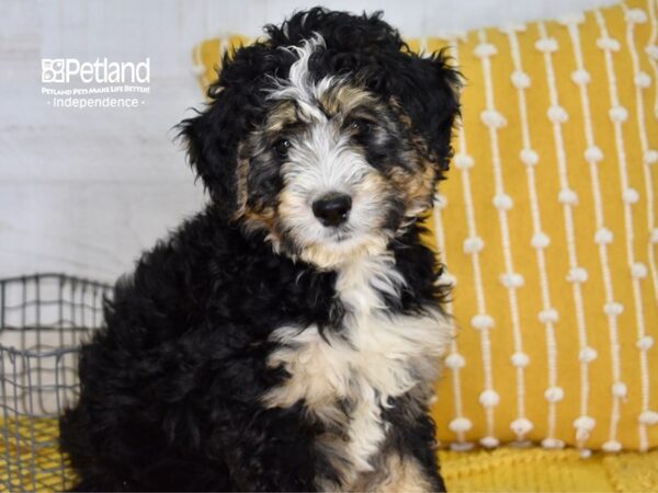 Bernadoodle-DOG-Female-Tri-4998-Petland Lee's Summit, MO