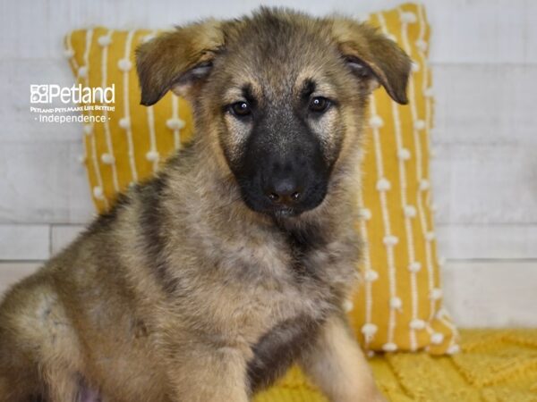 German Shepherd-DOG-Male-Sable-4999-Petland Lee's Summit, MO