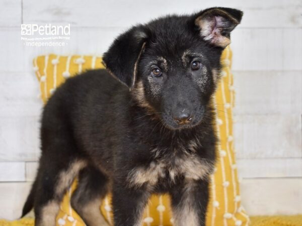 German Shepherd-DOG-Female-Black & Tan-5000-Petland Lee's Summit, MO