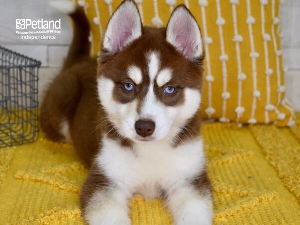 Pomsky-DOG-Female-Red & White-5007-Petland Lee's Summit, MO