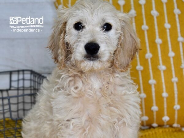 Miniature Goldendoodle-DOG-Male-Golden-5001-Petland Lee's Summit, MO