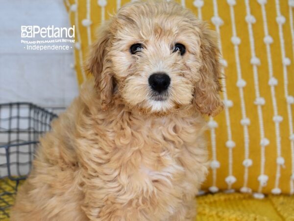 Miniature Goldendoodle-DOG-Female-Golden-5002-Petland Lee's Summit, MO