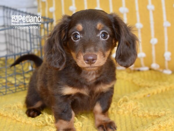 Dachshund-DOG-Male-Chocolate & Tan-5017-Petland Lee's Summit, MO