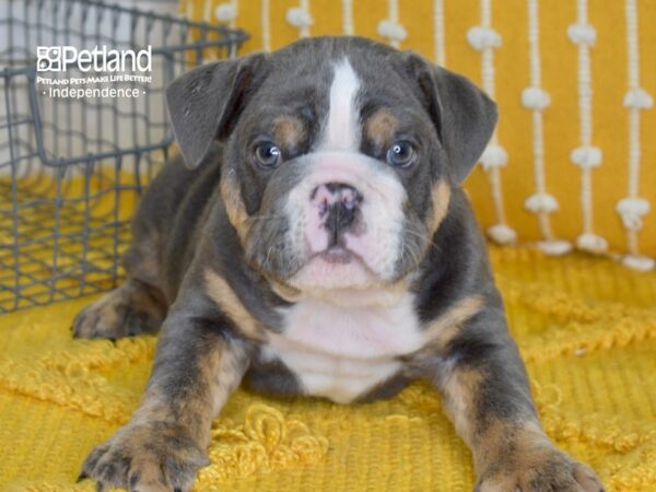 English Bulldog-DOG-Male-Blue Tri-5011-Petland Lee's Summit, MO