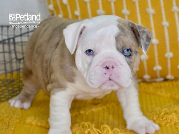 English Bulldog-DOG-Female-Lilac Merle-5012-Petland Lee's Summit, MO