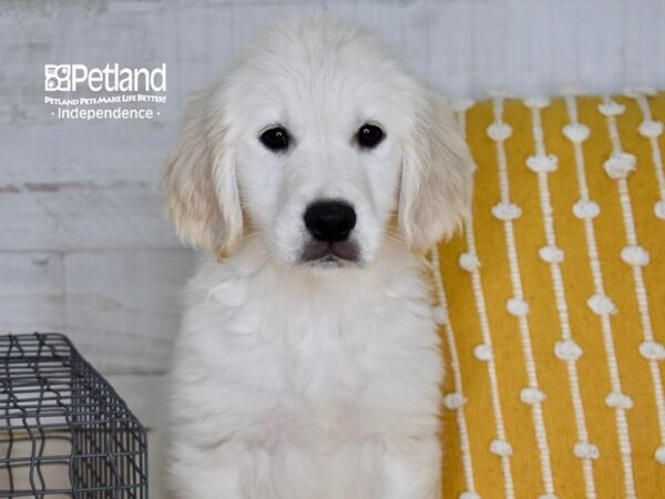 Golden Retriever-DOG-Male-Light Golden-5010-Petland Lee's Summit, MO