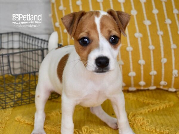 Jack Russell Terrier-DOG-Male-Tan & White-5014-Petland Lee's Summit, MO