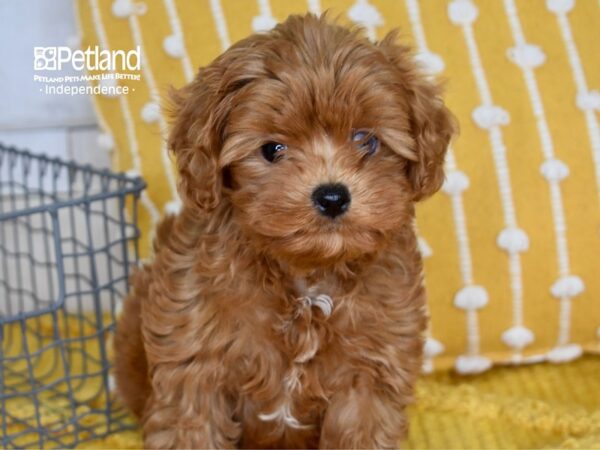 Cavapoo 2nd Generation-DOG-Male-Red-5018-Petland Lee's Summit, MO
