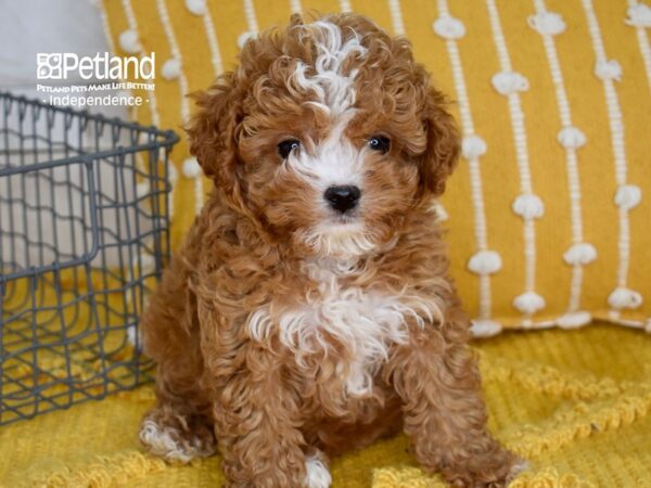 Cavapoo 2nd Generation-DOG-Male-Red-5019-Petland Lee's Summit, MO