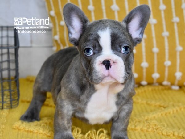 French Bulldog-DOG-Male-Blue-5005-Petland Lee's Summit, MO