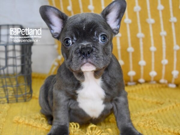 French Bulldog-DOG-Male-Blue-5006-Petland Lee's Summit, MO