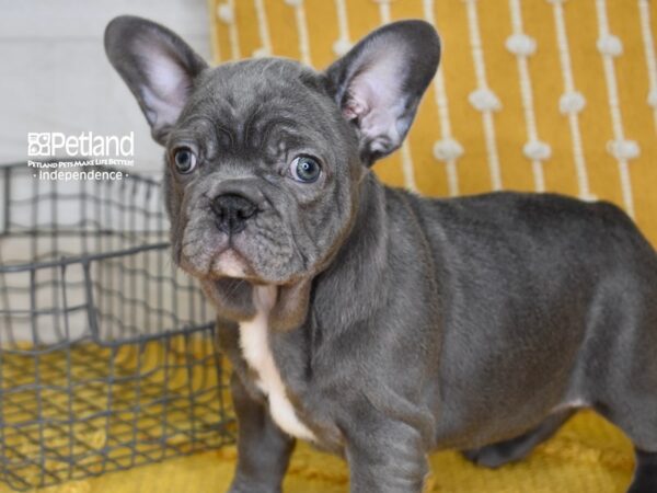 French Bulldog-DOG-Female-Blue-5004-Petland Lee's Summit, MO