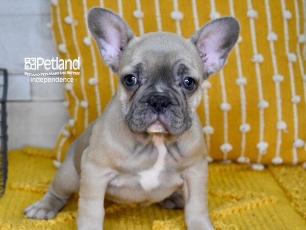 French Bulldog-DOG-Female-Blue Fawn-5003-Petland Lee's Summit, MO