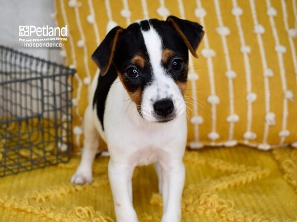 Jack Russell Terrier-DOG-Male-Tri-5013-Petland Lee's Summit, MO