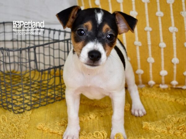 Jack Russell Terrier-DOG-Female-Tri-5015-Petland Lee's Summit, MO