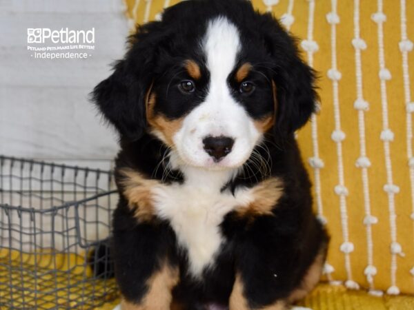 Bernese Mountain Dog-DOG-Male-Black, Rust, & White-5030-Petland Lee's Summit, MO