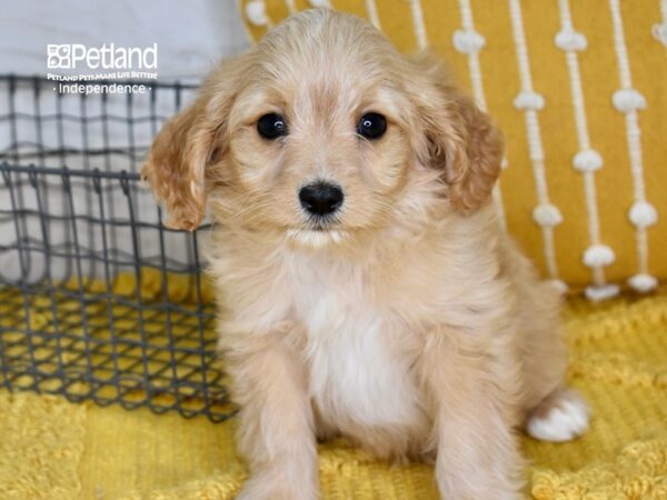 Cavapoo-DOG-Male-Apricot-5027-Petland Lee's Summit, MO