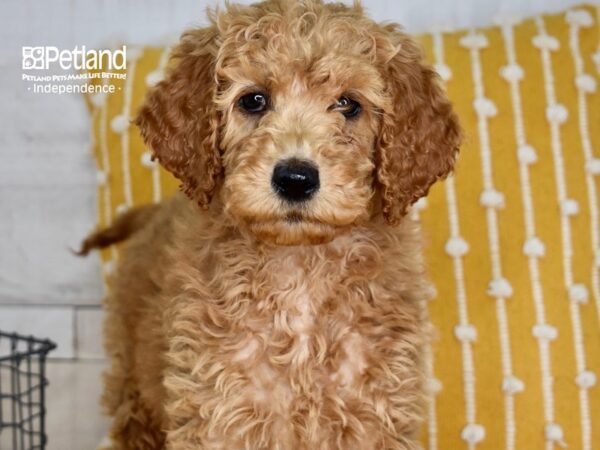 Goldendoodle-DOG-Female-Red-5021-Petland Lee's Summit, MO