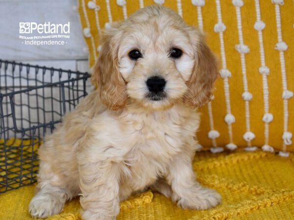 Miniature Goldendoodle-DOG-Female-Golden-5029-Petland Lee's Summit, MO