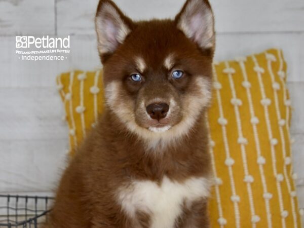 Pomsky-DOG-Male-Red & White-5022-Petland Lee's Summit, MO