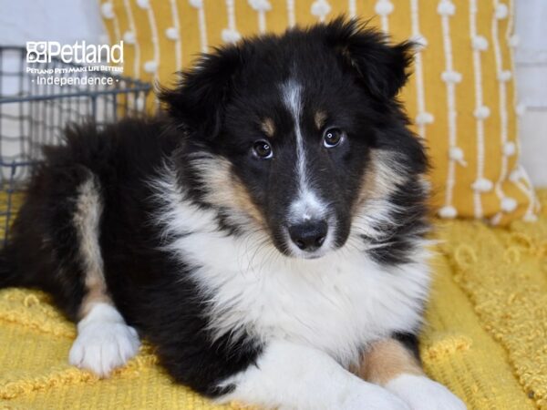 Shetland Sheepdog-DOG-Female-Black White and Tan-5026-Petland Lee's Summit, MO