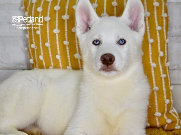 Siberian Husky-DOG-Male-White-4986-Petland Lee's Summit, MO