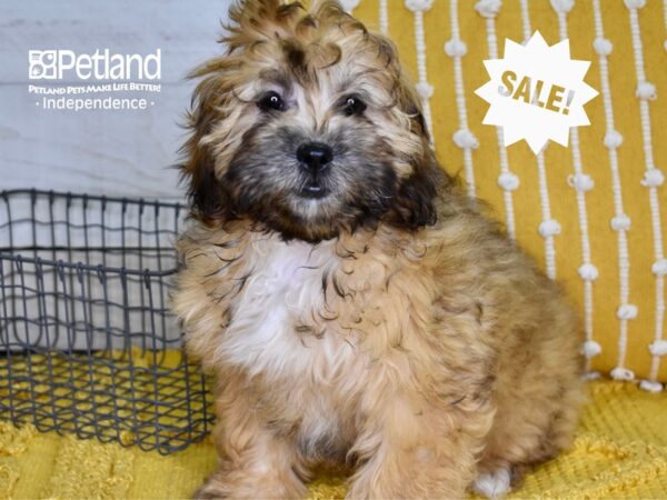 Shih Poo-DOG-Female-Light Brown-4949-Petland Lee's Summit, MO