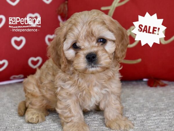 Cavapoo-DOG-Male-Golden-4847-Petland Lee's Summit, MO