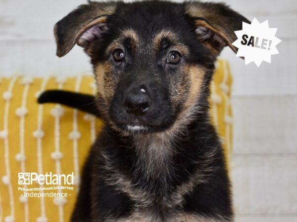 German Shepherd-DOG-Female-Black & Tan-4918-Petland Lee's Summit, MO