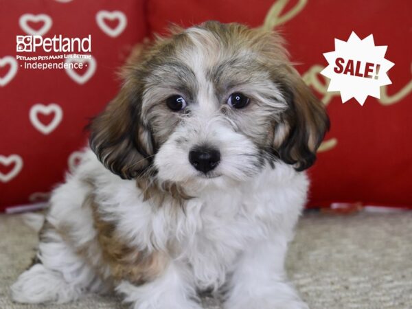 Havanese-DOG-Female-Red & White-4855-Petland Lee's Summit, MO