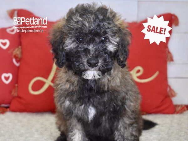 Miniature Goldendoodle 2nd Gen-DOG-Male-Sable-4843-Petland Lee's Summit, MO