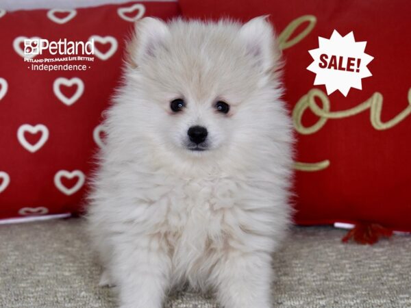 Pomeranian-DOG-Male-Cream-4810-Petland Lee's Summit, MO