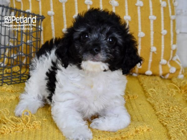 Miniature Goldendoodle 2nd Gen-DOG-Female-Black & White-5035-Petland Lee's Summit, MO