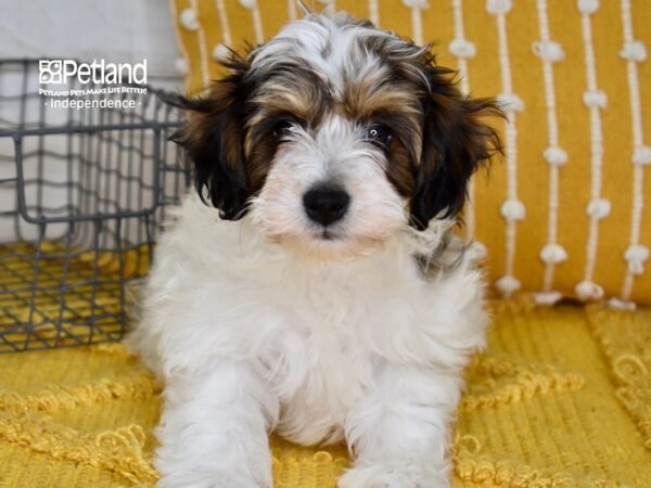 Schnoodle-DOG-Male-Sable & White-5038-Petland Lee's Summit, MO