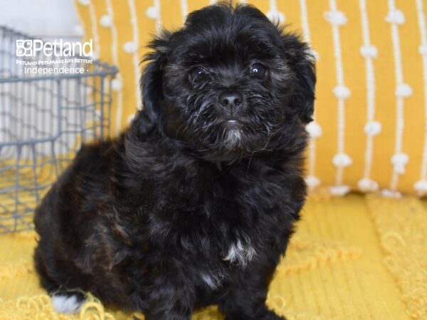 Miniature Goldendoodle 2nd Gen-DOG-Female-Black-5036-Petland Lee's Summit, MO