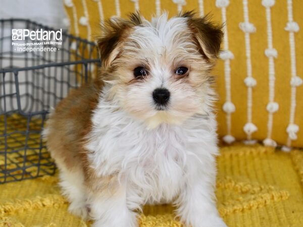 Morkie-DOG-Male-Tan & White-5042-Petland Lee's Summit, MO
