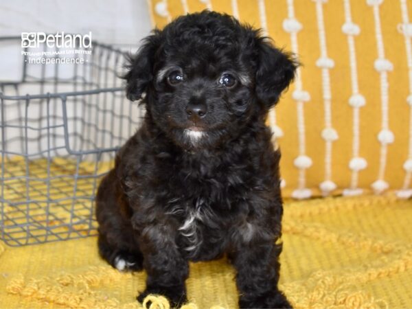 Miniature Goldendoodle 2nd Gen-DOG-Female-Black-5037-Petland Lee's Summit, MO